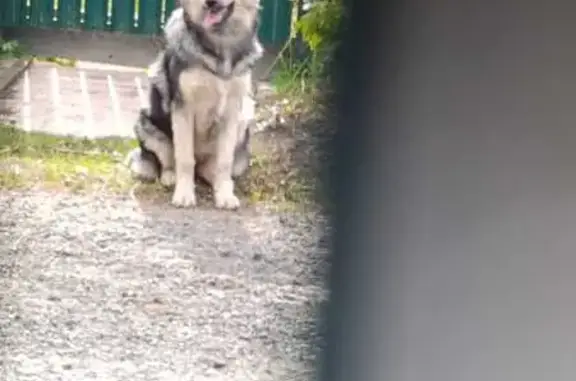 Найдена собака, , фото: Серая собака найдена на ул. Липки, Синявино