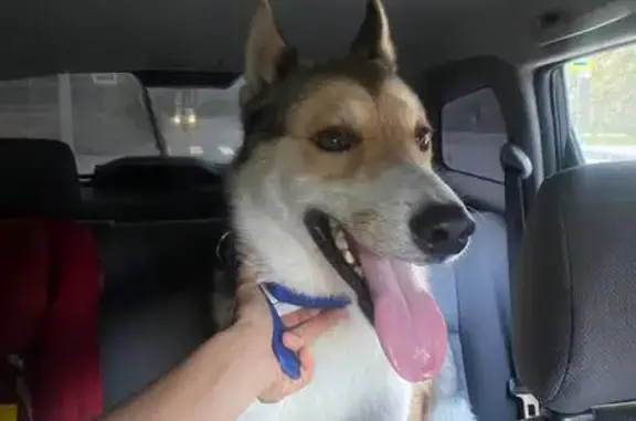 Найдена собака, Новосибирск, фото: Лайка найдена: Садовый проезд, 5, Новосибирск