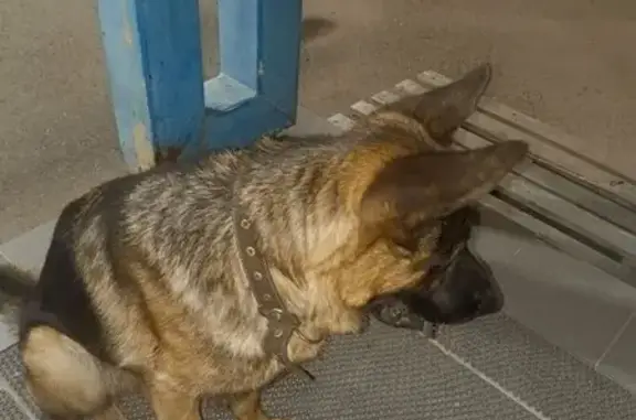 Найдена собака, Ангарск, фото: Найдена собака, ул. Чайковского 28, Ангарск