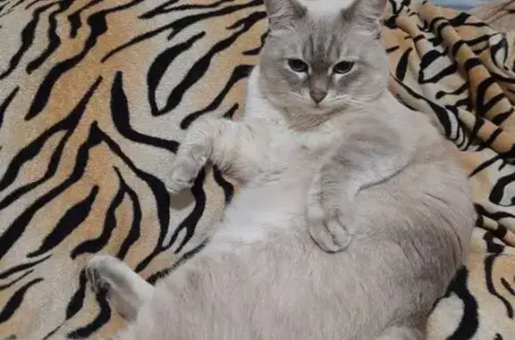 Кошки потеряшки, Георгиевск, фото: Потеряшка кошка, Восточный пер., 5, Георгиевск