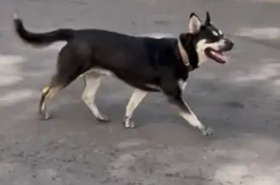 Собака найдена на Волгоградской, Воронеж