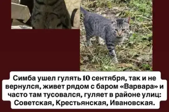 Кошки потеряшки, Кострома, фото: Потеряшка кошка, Советская 26, Кострома