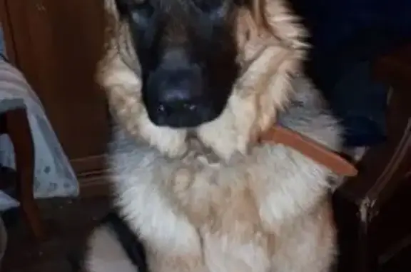 Собаки потеряшки, Челябинск, фото: Потеряшка овчарка, Челябинск, Керамзавода 69