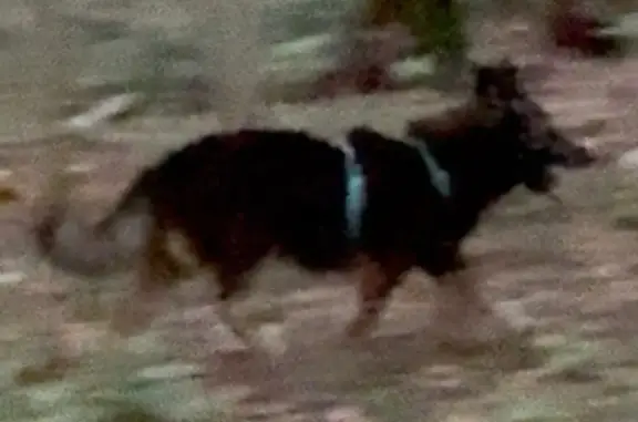 Собака найдена на Абрамцевской просеке