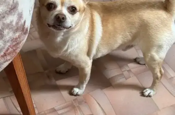 Пропала собака, Северная ул. 5, Архипо-Осиповка