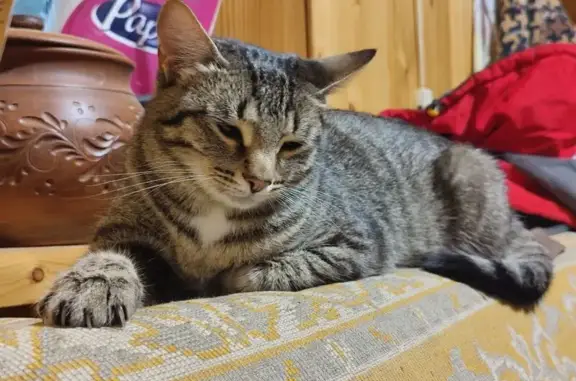 Кошки потеряшки, Елховка, фото: Потеряшка кошка, Центральная ул., 4, Елховка