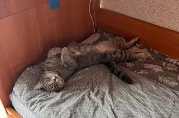 Пропала кошка, Южный Вал, Выборг