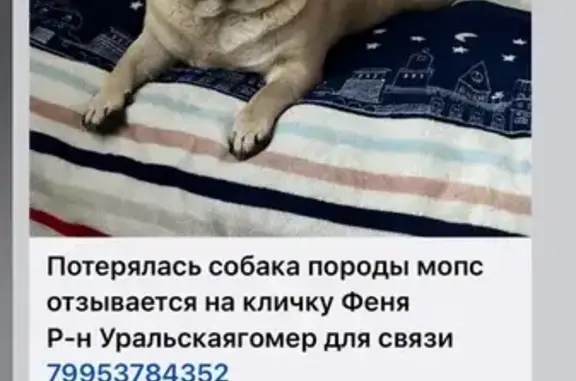 Собаки потеряшки, Чайковский, фото: Потеряшка собака, Шлюзовая ул., 10, Чайковский