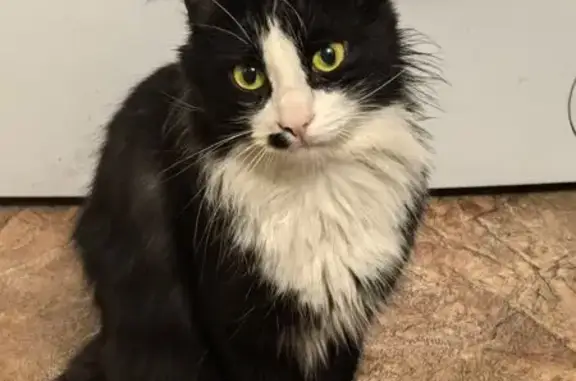 Найдена ласковая кошка, ул. Ленина, 88