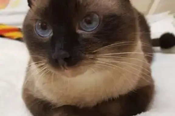 Кошки потеряшки, Северская, фото: Потеряшка кошка, ул. Крылова 36, Северская