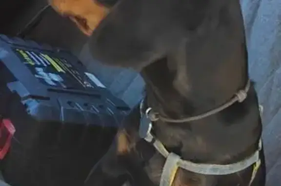 Найдена собака, Новороссийск, фото: Щенок найден: пр. Ленина, 105, Новороссийск