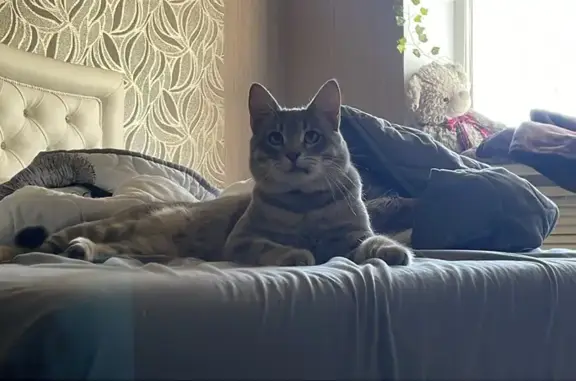 Кошки потеряшки, Астрахань, фото: Потеряшка серый кот, Львовская ул., Астрахань