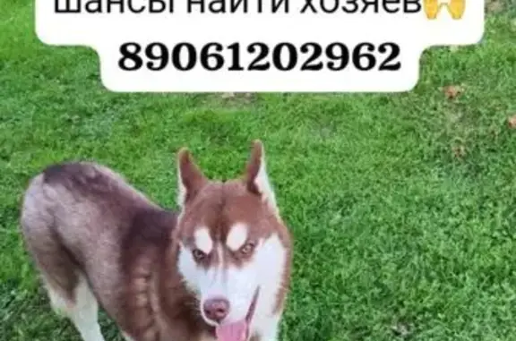 Хаски найдена в Казани, Татарстан
