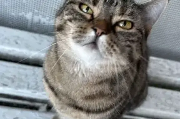 Найдена кошка, Тюмень, фото: Котик найден на Пархоменко, 53, Тюмень