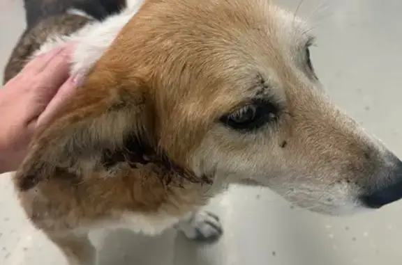 Собака найдена: Лелюшенко, 4, Ростов-на-Дону