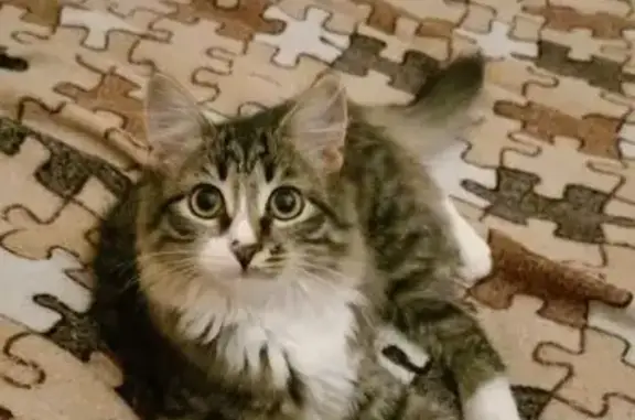 Кошки потеряшки, Москва, фото: Потеряшка кошка, ул. Волгина, 15 к3, Москва