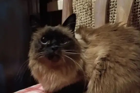 Найдена кошка, Москва, фото: Кошка найдена на Краснобогатырской, 75 к1