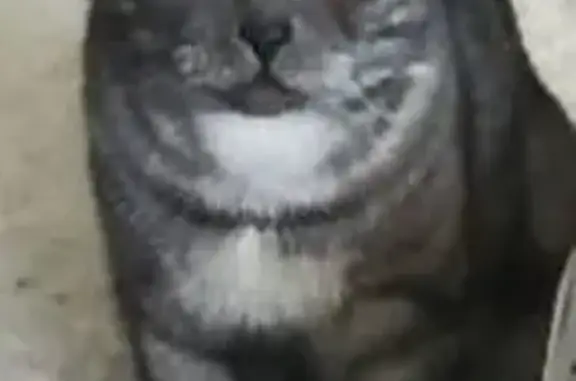 Потерянные животные Демешкино, фото: Пропала кошка, Чувашия, мраморный окрас