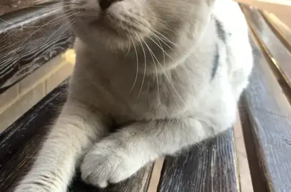 Кошка найдена: Ростов-на-Дону