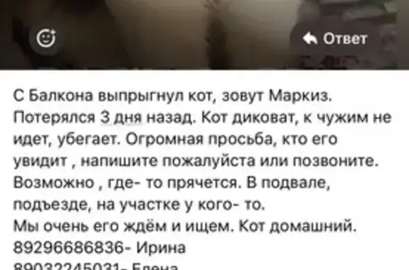 Пропала кошка в Михнево, МО