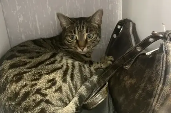 Пропала кошка, Первомайская 125, Бердск