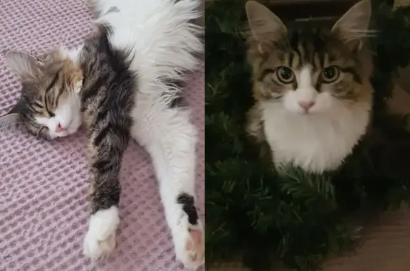 Кошки потеряшки, Краснодар, фото: Потеряшка кошка Луна, Краснодар, Морская 1