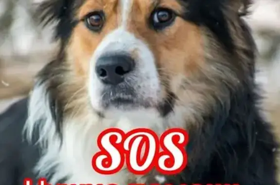 Собаки потеряшки, Устюгский сельсовет, фото: Потеряшка собака, Устюгский сельсовет, Центр.