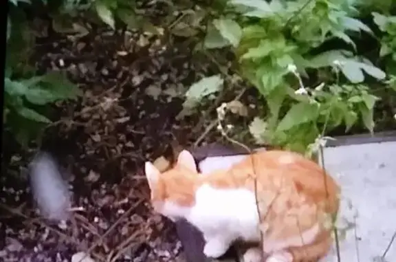 Рыжая кошка найдена в Екатеринбурге