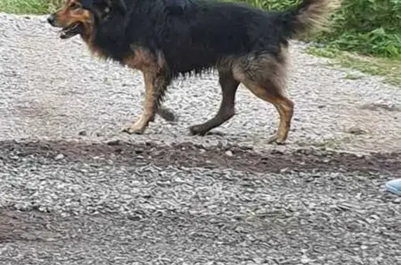 Собака найдена на ул. Калинина, Копейск