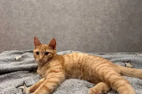 Пропал рыжий кот, Екатеринбург, Никитина 130