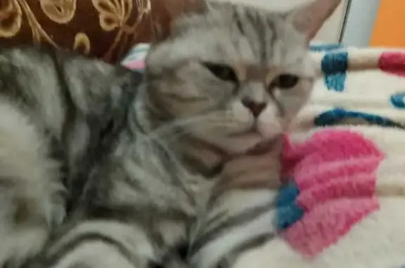 Кошка найдена: ул. Невского, 9, Уфа