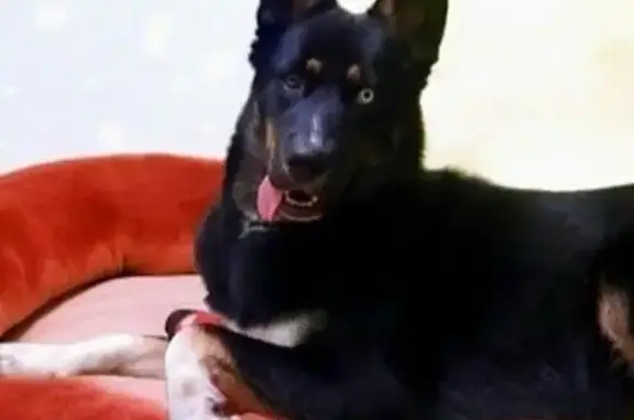 Собаки потеряшки, Севастополь, фото: Потеряшка собака на Мекензиевых горах, Сев.