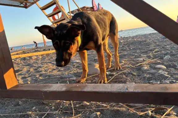 Щенок метис овчарки найден на Интернациональной, Сочи