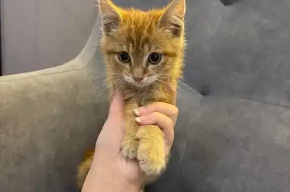 Найдена рыжая кошка, ул. Лазебного, Чита