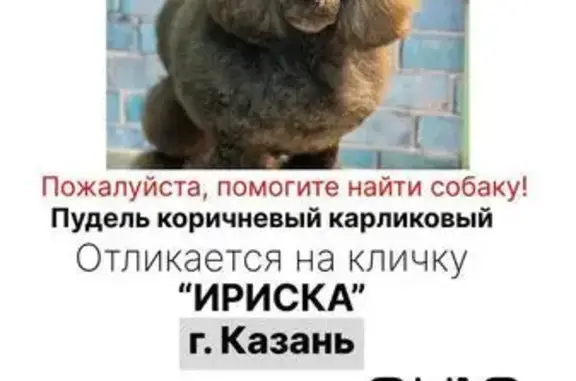 Пропала собака, Казань, Татарстан