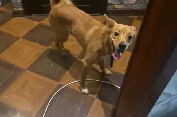 Собака найдена на пр. Патриотов, Воронеж