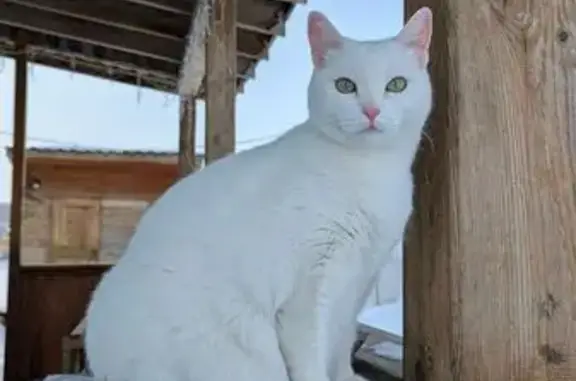 Кошки потеряшки, , фото: Потеряшка белая кошка, 360 Марусино