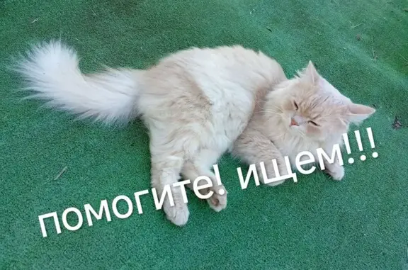 Пропала кошка в Архангельской области