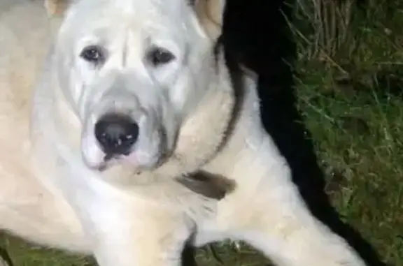 Пропала собака, Новосиверская, ЛО