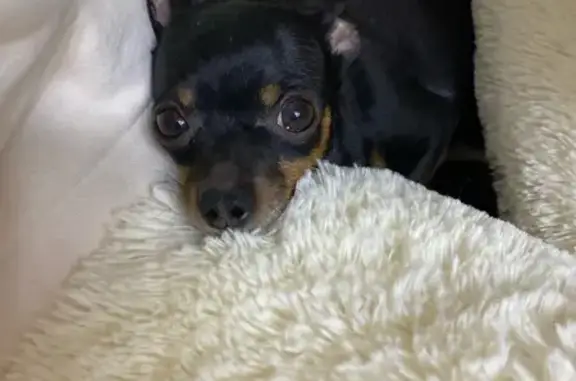 Собаки потеряшки, Омск, фото: Потеряшка собака, пр. Мира 84, Омск