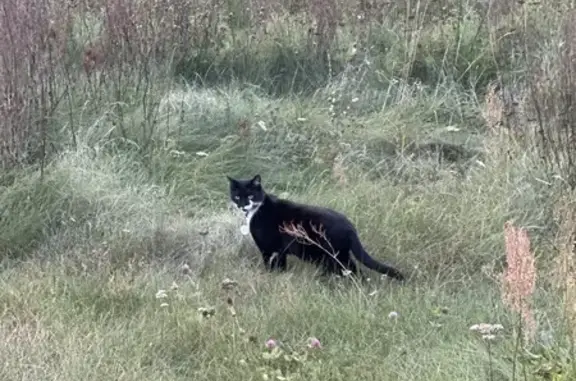 Найдена кошка, Москва, фото: Кошка найдена на Привольной улице, Москва