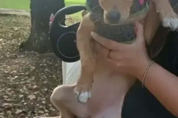 Собака найдена: ул. Медиков, Москва