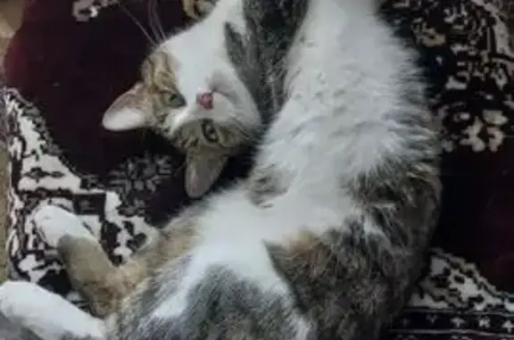 Кошки потеряшки, Воронеж, фото: Потеряшка кошка, Терновая ул., Воронеж