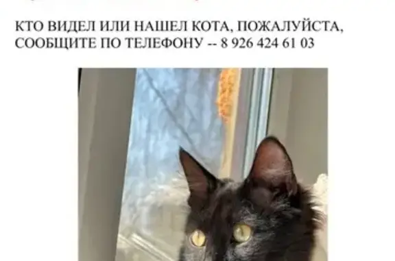 Пропала кошка, Колхозная ул. 9, Королёв