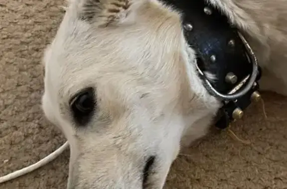 Собака найдена: Московский пр., Чебоксары