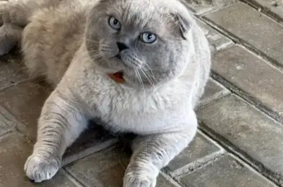 Кошки потеряшки, Михайловск, фото: Потеряшка кошка, ул. Ишкова, 119, Михайловск