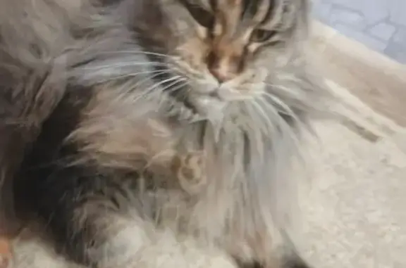 Потерянные животные Стрежевой, фото: Пропала кошка, ул. Строителей, 62, Стрежевой