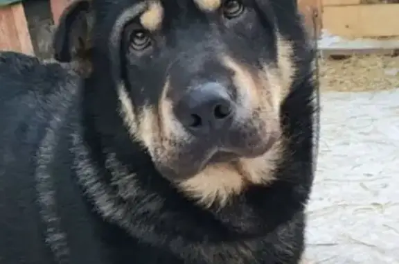 Собаки потеряшки, Черемхово, фото: Потеряшка собака в Черемхово, ул. Санаторная