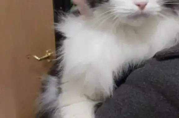 Найдена кошка, Губкинский, фото: Кошка найдена: Губкинский, мкр 9, д. 35