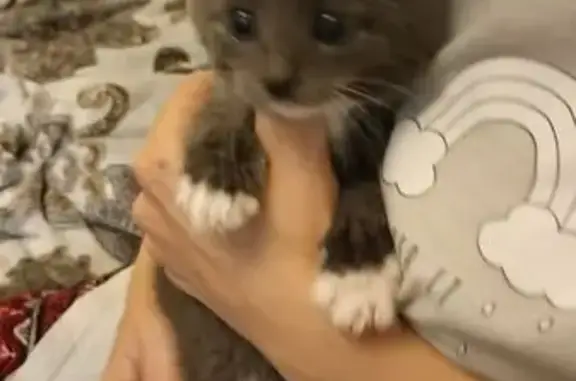 Котенок найден на Стрелецкой в Калининграде